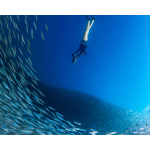 Sublue Navbow Scooter Submarino Potente y Compacto